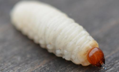 Réf. 327 876 : Curculio nucum